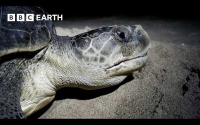 Baby Turtles Try to Survive Against All Odds | Hidden India | BBC Earth