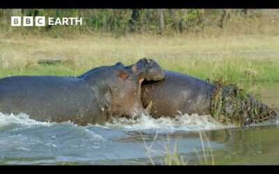 The Greatest Fights In The Animal Kingdom: Part 7 | BBC Earth