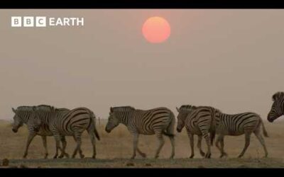 The Remarkable Senses Of Animals | Nature’s Great Migrations | BBC Earth