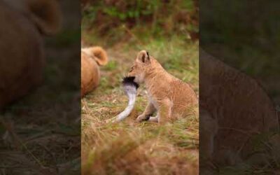 Mum’s tail = personal chew toy 🦁 #Lion #Animals #Shorts