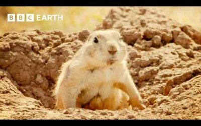 Black-tailed Prairie Dog vs Bullsnake | Wild Mexico | BBC Earth