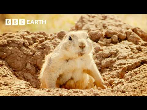 Black-tailed Prairie Dog vs Bullsnake | Wild Mexico | BBC Earth