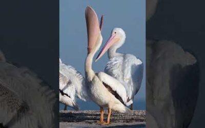 Now that’s a big yawn 👀 #Bird #Wildlife #Shorts