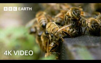 Breathtaking Wildlife of Japan in 4K UHD | BBC Earth