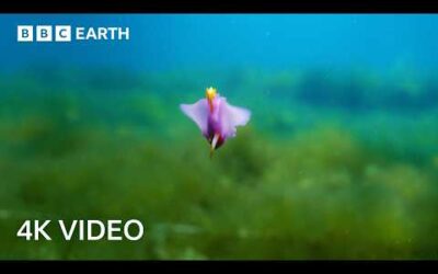 How Does Japan Harvest Its Rarest Seaweed? | 4K UHD | Wild Japan | BBC Earth