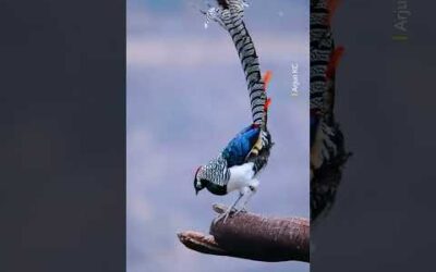 Elusive, elegant and rarely seen 🪶 #Wildlife #Animals #Shorts