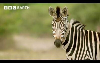 A Zebra’s Journey Through The Wild | Nature’s Great Migrations | BBC Earth