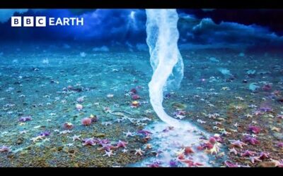 🔴 LIVE: Planet Earth Through The Seasons | BBC Earth