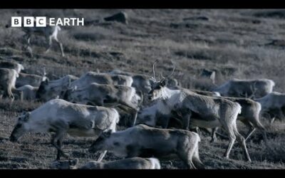 The Caribou Herd’s Coastal Journey for Survival | Nature’s Great Migrations | BBC Earth