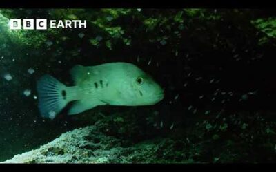 Mother Fish Tirelessly Defends Brood | Wild Mexico | BBC Earth