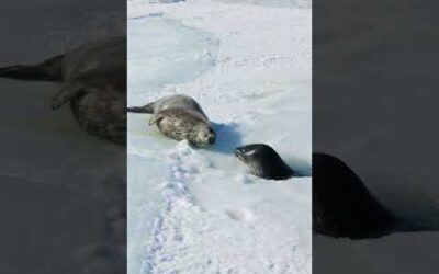 When you’ve been waiting five whole minutes for a snack 🫢 🦭 #Shorts #Animals