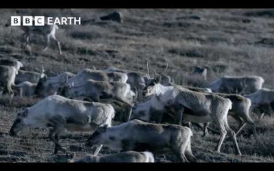 Surviving Nature’s Greatest Migrations | Elephants, Caribou & Zebras | BBC Earth