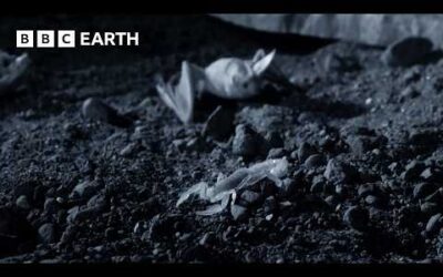 These Bats are Scorpion-Hunting Specialists | Wild Mexico | BBC Earth