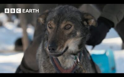 Learning To Lead A Pack Of Dogs | Snow Dogs: Into the Wild | BBC Earth