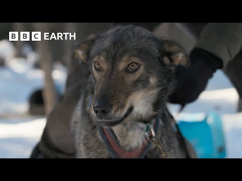 Learning To Lead A Pack Of Dogs | Snow Dogs: Into the Wild | BBC Earth