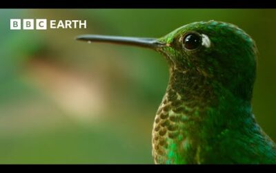 🔴 LIVE: The Secret Lives of Birds | BBC Earth