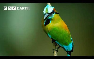 Turquoise-Browed Motmot Attempts to Find Nest Site at Crowded Cenote | Wild Mexico | BBC Earth