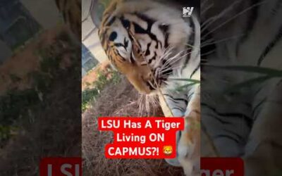 LSU Has A Tiger Living ON CAPMUS?! 🦁