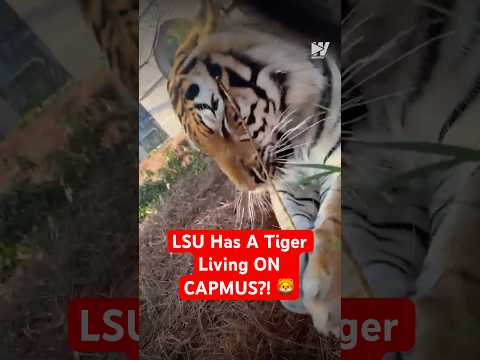 LSU Has A Tiger Living ON CAPMUS?! 🦁
