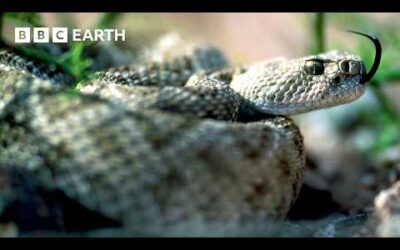 Getting Close to the World’s Wildest Animals | BBC Earth