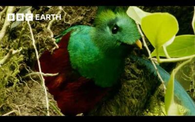 Is This the Most Beautiful Bird in the Americas? | Wild Mexico | BBC Earth