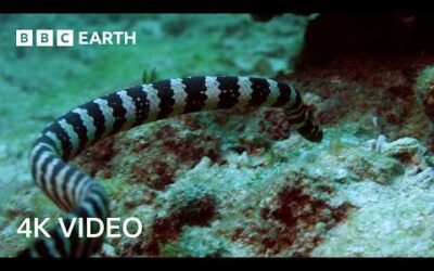 Old Woman Masterfully Catches Venomous Sea Snake | 4K UHD | Wild Japan | BBC Earth