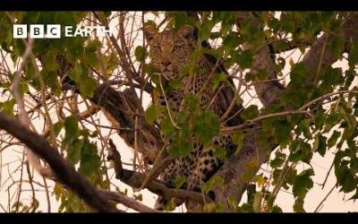Leopard Mother Hunts Monkeys in Trees | Big Cats 24/7 | BBC Earth