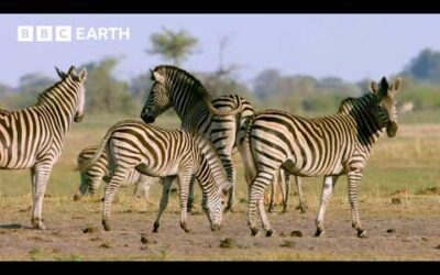 How Oceanic Events Can Affect Zebra Migration | Nature’s Great Migrations | BBC Earth
