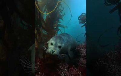 Finding calm beneath the surface 🌊 🦭 #Seal #Wildlife #Shorts