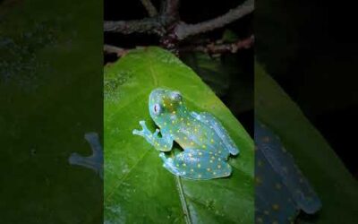 The slope-snouted glass frog, filmed in Colombia 🐸 #GlassFrog #Amphibian #Rainforest #Shorts