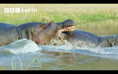 🔴 LIVE: Greatest Fights In The Animal Kingdom: Part 7 | BBC Earth
