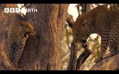 Male and Female Leopard Clash Over Territory | Big Cats 24/7 | BBC Earth