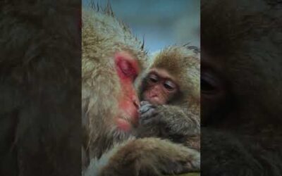 Steam, snow, and snuggles ❄️ ❤️ #Macaques #Japan #SnowMonkey #Shorts