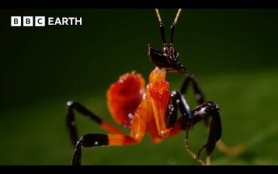 1 Hour of Incredible Animals Narrated by David Attenborough | BBC Earth