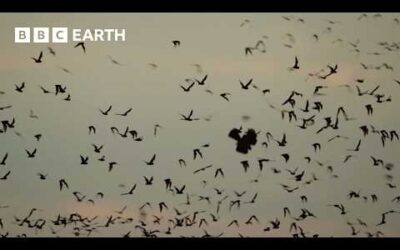 Huge Bat Swarm Hunted by Skilled Aerial Predators | Wild Mexico | BBC Earth