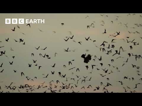 Huge Bat Swarm Hunted by Skilled Aerial Predators | Wild Mexico | BBC Earth
