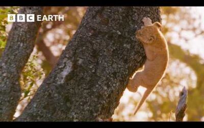 Can This Lion Cub Survive a Perilous Fall? | Big Cats 24/7 | BBC Earth