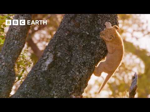 Can This Lion Cub Survive a Perilous Fall? | Big Cats 24/7 | BBC Earth