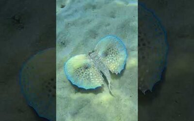 The ocean’s most graceful pair of wings 🪽🐟 #Ocean #Shorts #Wildlife