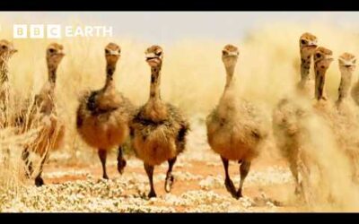 Baby Ostriches try to Survive Desert Heat | Narrated by David Attenborough | Africa | BBC Earth