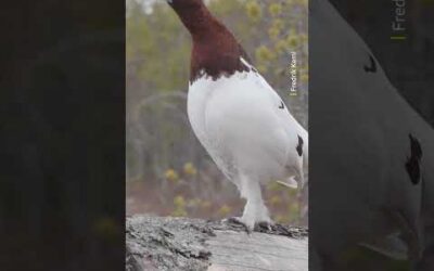 Thank you for coming to my TED talk 🎤 #Wildlife #Animals #Shorts