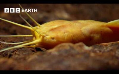 The World’s Rarest and Most Isolated Fish | Narrated by David Attenborough | Africa | BBC Earth