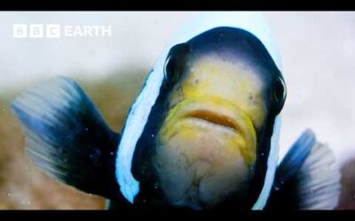3 Hours of Life Beneath the Waves | BBC Earth