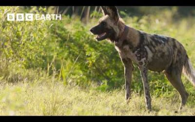 Meet Flint: The Three-Legged Wild Dog | Kingdom | BBC Earth