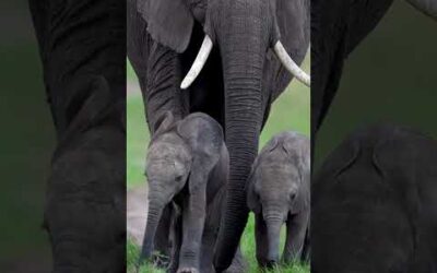 Spotting a rare duo in the wild 🐘 #Shorts #Elephant #Animals #Wildlife