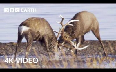 Tense Sika Deer Battle for Dominance | 4K UHD | Wild Japan | BBC Earth