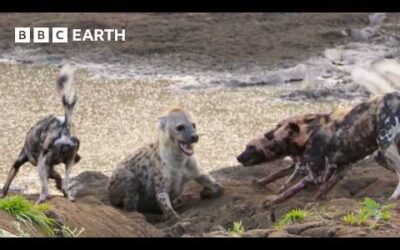 Lion Saves Pregnant Hyena from Wild Dog Attack | Kingdom | BBC Earth