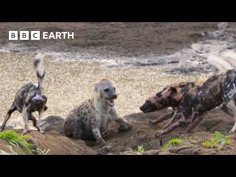 Lion Saves Pregnant Hyena from Wild Dog Attack | Kingdom | BBC Earth