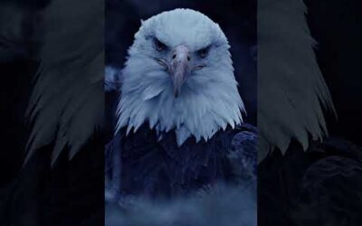 Bald eagles have incredible vision  🦅 #Shorts #Eagle #Wildlife