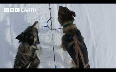 Pack of Sled Dogs Attempt to Flee | Snow Dogs: Into the Wild | BBC Earth